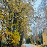 山泽树懒