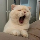 想睡觉