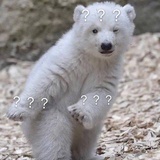 鱼犬