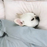 刘传