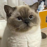 只有土豆