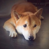 一看一个不吱声