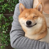 咿呀咿呀咿