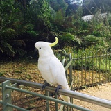 格雷
