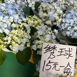 屋脊