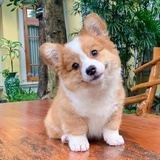 咸鱼一条