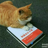 薛定谔的大猫