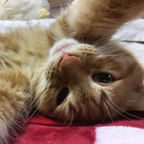 4月的猫