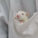 唐晓秦