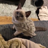 南极熊