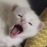 困成小狗