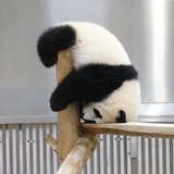 倒挂熊猫