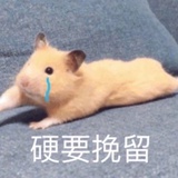 向日葵开花了