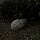 翡翠黄呱