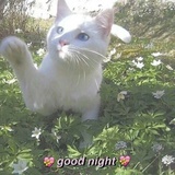猫眼豆子拉拉