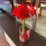 奶油起司