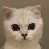 不加糖举铁铁
