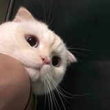 ubabi