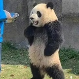 旺财