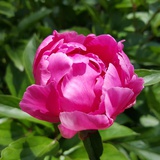 麦芽糖