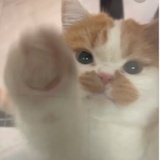 ₍˄·͈༝·͈˄*₎