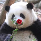 玖沫哒咩