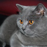 龙猫