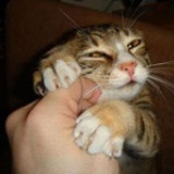 胖猴