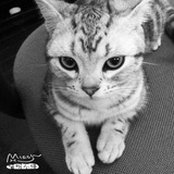 李小猫🌸