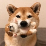 岭雾