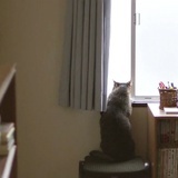 木杨