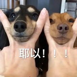蕾蕾