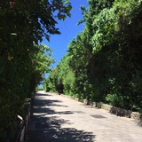 阿莲娜
