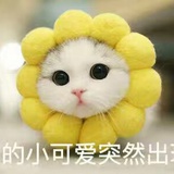 流川枫未婚妻