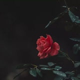 嘻哇哈