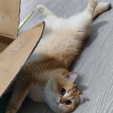 猪咪家大猪咪