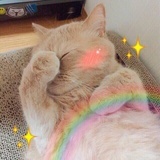 猫小诗