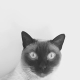 不可说