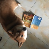柴犬