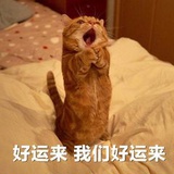 不是太阳是花朵