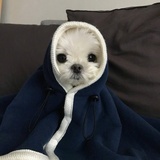 铁轨上的草莓