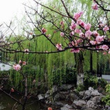 踏雪寻蝉