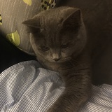 咸蛋黄