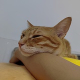 橘子黄大脚