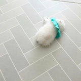 vivi