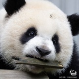 豆豆龙