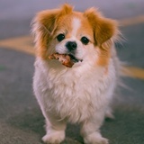 不知名的路人贾