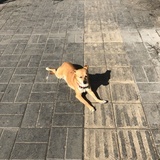 兜兜