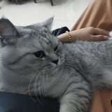 猫咪无牙