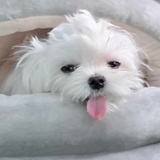 贝壳清蒸